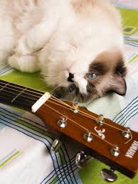 Image result for Cat sleeping in guitar