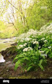 Attēlu rezultāti vaicājumam “Allium ursinum flower”