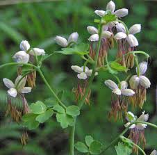 Attēlu rezultāti vaicājumam “Thalictrum”