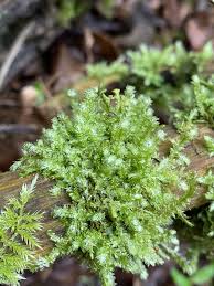 Attēlu rezultāti vaicājumam “Neckera”