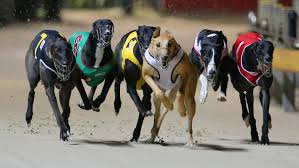Image result for Reading Greyhound Track