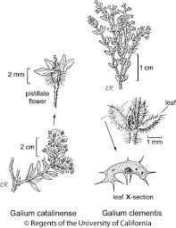 Attēlu rezultāti vaicājumam “Galium schultesii”