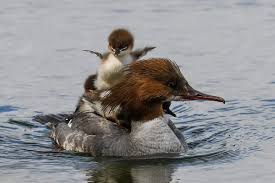 Attēlu rezultāti vaicājumam “Mergus merganser juvenile”