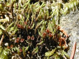 Attēlu rezultāti vaicājumam “Schistidium robustum”