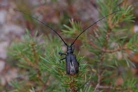 Attēlu rezultāti vaicājumam “Monochamus sutor”