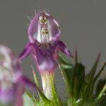 Attēlu rezultāti vaicājumam “Galeopsis bifida”