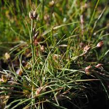 Attēlu rezultāti vaicājumam “Juncus bulbosus”