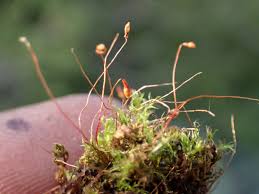 Attēlu rezultāti vaicājumam “Leptobryum pyriforme sporophyte”