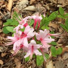 Attēlu rezultāti vaicājumam “Rhododendron periclymenoides”