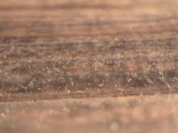 Attēlu rezultāti vaicājumam “Reticularia jurana spores”