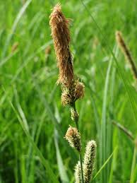 Attēlu rezultāti vaicājumam “Carex acutiformis”