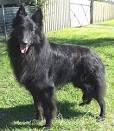 http://www.pups4sale.com.au/belgian_shepherd_02a.jpg