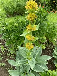 Attēlu rezultāti vaicājumam “Gentianaceae”