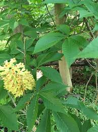 Attēlu rezultāti vaicājumam “Aesculus flava”