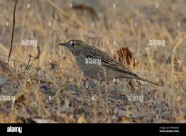 Image result for Anthus godlewskii