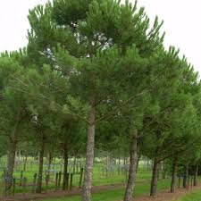 Attēlu rezultāti vaicājumam “Pinus sylvestris var. borussica”