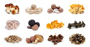 Attēlu rezultāti vaicājumam “Cratarellus cornucopioides”