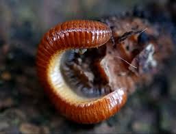 Attēlu rezultāti vaicājumam “Ommatoiulus vilnensis”