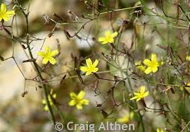 Attēlu rezultāti vaicājumam “Mycelis muralis bud”