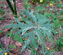 Attēlu rezultāti vaicājumam “Oenothera rubricauli leaf”