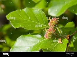 Attēlu rezultāti vaicājumam “Fagus sylvatica female flower”