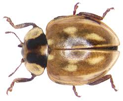 Attēlu rezultāti vaicājumam “Myzia oblongoguttata”