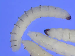 Attēlu rezultāti vaicājumam “Mycetophilidae”