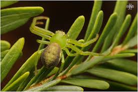 Attēlu rezultāti vaicājumam “Diaea dorsata male”