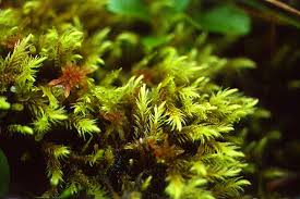 Attēlu rezultāti vaicājumam “Aulacomnium”