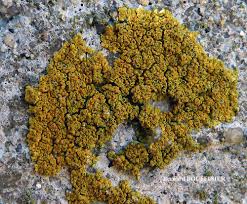 Attēlu rezultāti vaicājumam “Caloplaca scopularis”