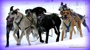 Image result for Team Ice Fire British Sled Dog Racing Team