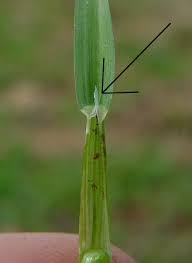 Attēlu rezultāti vaicājumam “Poa annua”