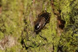 Attēlu rezultāti vaicājumam “Ectobius sylvestris male”