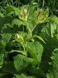 Attēlu rezultāti vaicājumam “Cirsium oleraceum leaf”