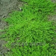 Attēlu rezultāti vaicājumam “Herniaria glabra”