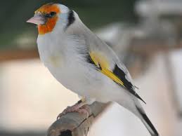 Attēlu rezultāti vaicājumam “Carduelis carduelis”
