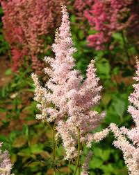 Image result for Astilbe