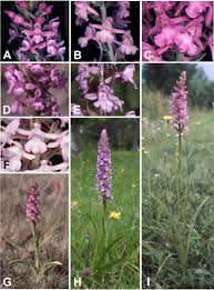 Attēlu rezultāti vaicājumam “Gymnadenia conopsea flower”