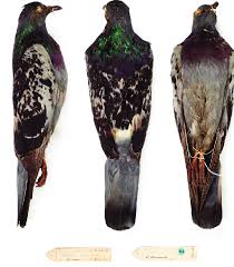 Attēlu rezultāti vaicājumam “Columba livia f. domestica adult”