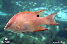 Image result for Lachnolaimus maximus