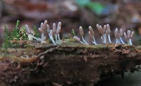 Attēlu rezultāti vaicājumam “Heterotrichia oerstedii (syn. Arcyria oerstedii) macro”