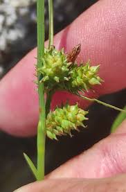 Attēlu rezultāti vaicājumam “Carex viridula”