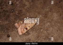 Attēlu rezultāti vaicājumam “Diarsia florida”