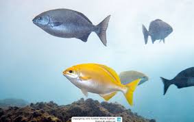 Image result for Kyphosus