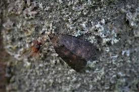 Attēlu rezultāti vaicājumam “Rusina ferruginea male”