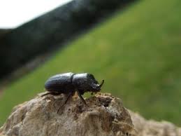 Attēlu rezultāti vaicājumam “Sinodendron cylindricum female”