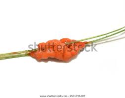 Attēlu rezultāti vaicājumam “Lignydium muscorum”