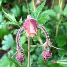 Image result for Geum rivale