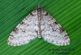 Attēlu rezultāti vaicājumam “Trichopteryx carpinata”