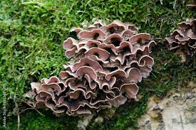 Attēlu rezultāti vaicājumam “Chondrostereum purpureum”